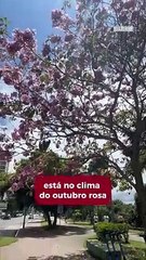 Avenida Beira Rio fica cor de rosa com o florescer dos ipês