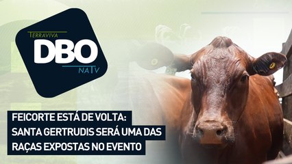Feicorte está de volta: Santa Gertrudis será uma das raças expostas no evento