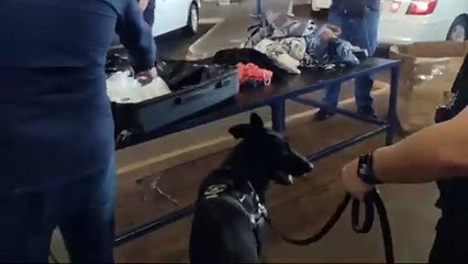 Fundo falso de mala esconde mais de 5 kg de haxixe em Foz do Iguaçu