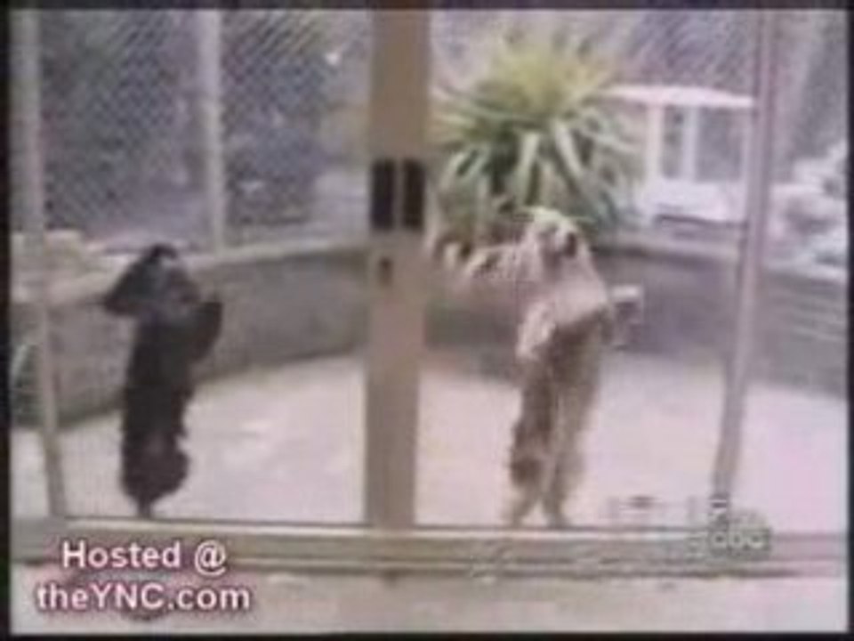 Nos amis chiens hilarants