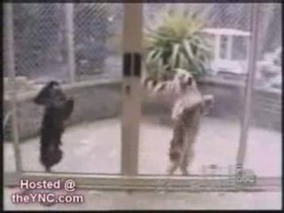 Nos amis chiens hilarants