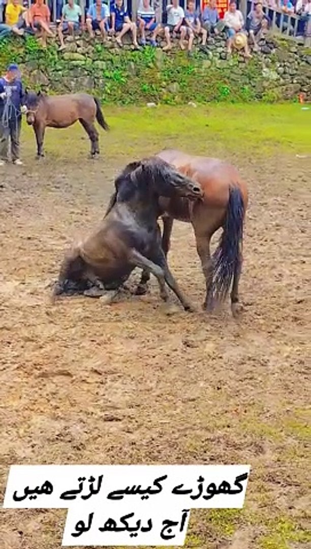 Horses fight,,,,