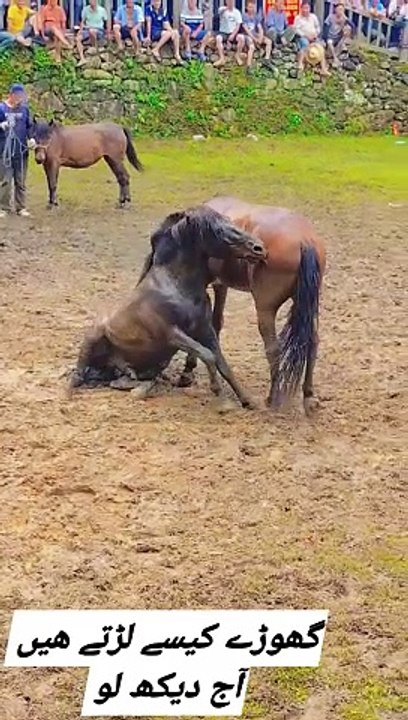 Horses fight,,,,