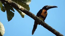 Collared Aracari