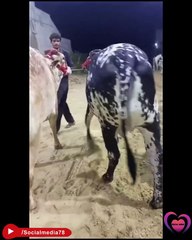 Big Beautiful Pair of Cows