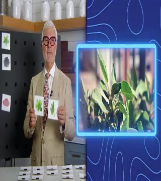 Belly Fat Effect: The Real Secret About How Your Diet, Intestinal Health, and Gut Bacteria Help You Burn Fat