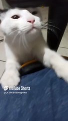#animales #mascotas #shorts El #Gato Pernanca #amigo #peludo viene a visitarme a la #oficina