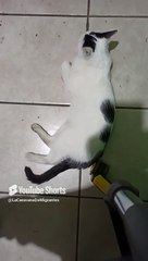 bien agusto en la oficina jugando con mi amigo el gato pernaca peludo y bonito #shorts #fauna