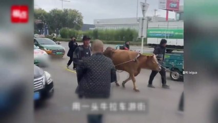 테슬라 전기차 끌고 도심 누빈 소...거리 나선 이유는? [나우쇼츠]  / YTN