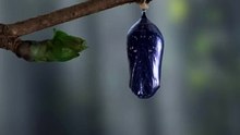 Mesmerizing Butterfly Transformation Timelapse Revealed!