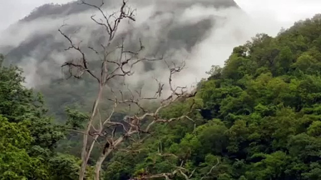 Tu_chale___Bollywood_song...,._Forest_nature_view(360p)