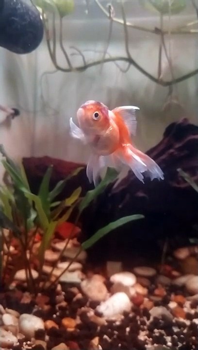 ikan kecil