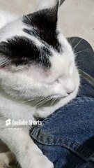 Mi Gato Pernanca Llega a la Oficina a Jugar Conmigo ¡Mi Mejor Amigo Peludo! ❤️ #Shorts