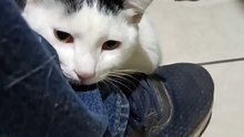 Mi Gato Pernanca Visita la Oficina para Jugar ¡Es Mi Mejor Amigo Peludo! ❤️ #Shorts