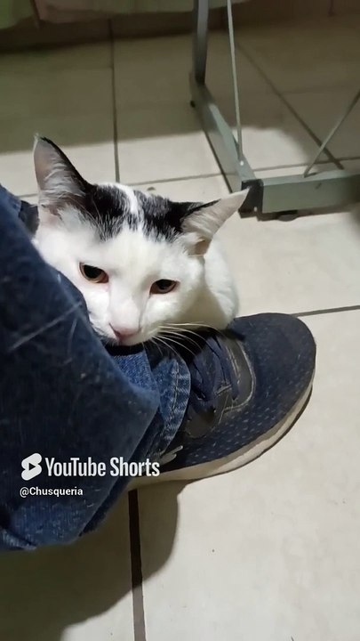 Mi Gato Pernanca Visita la Oficina para Jugar ¡Es Mi Mejor Amigo Peludo! ❤️ #Shorts