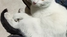 ❤️ Mi Gato Pernanca Visita la Oficina para Jugar y Pasar un Rato Juntos  ¡Amigo Peludo! #Shorts