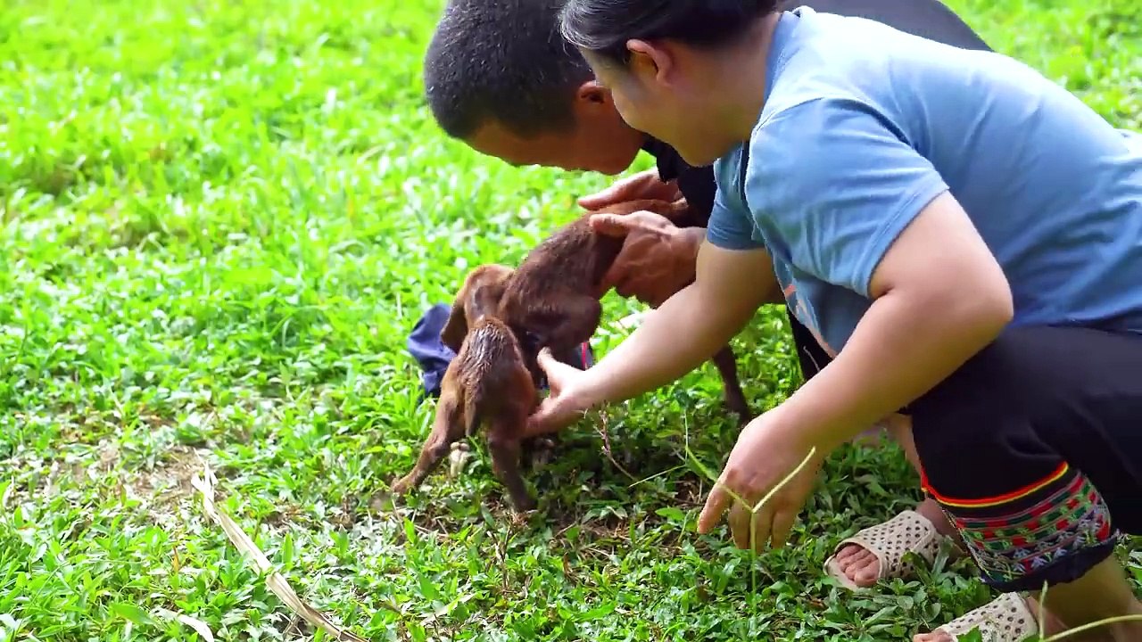 Dwarf family happy life- Take care of goats giving birth, harvesting beans - renovate the garden