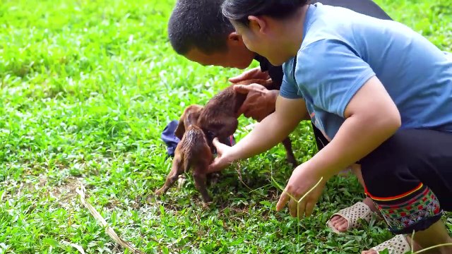 Dwarf family happy life- Take care of goats giving birth, harvesting beans - renovate the garden