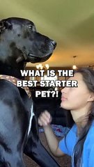 What is the Best Starter Pet?! #animals #pets #cute #animal #pet #dog #cat