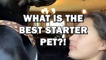 What is the Best Starter Pet?! #animals #pets #cute #animal #pet #dog #cat