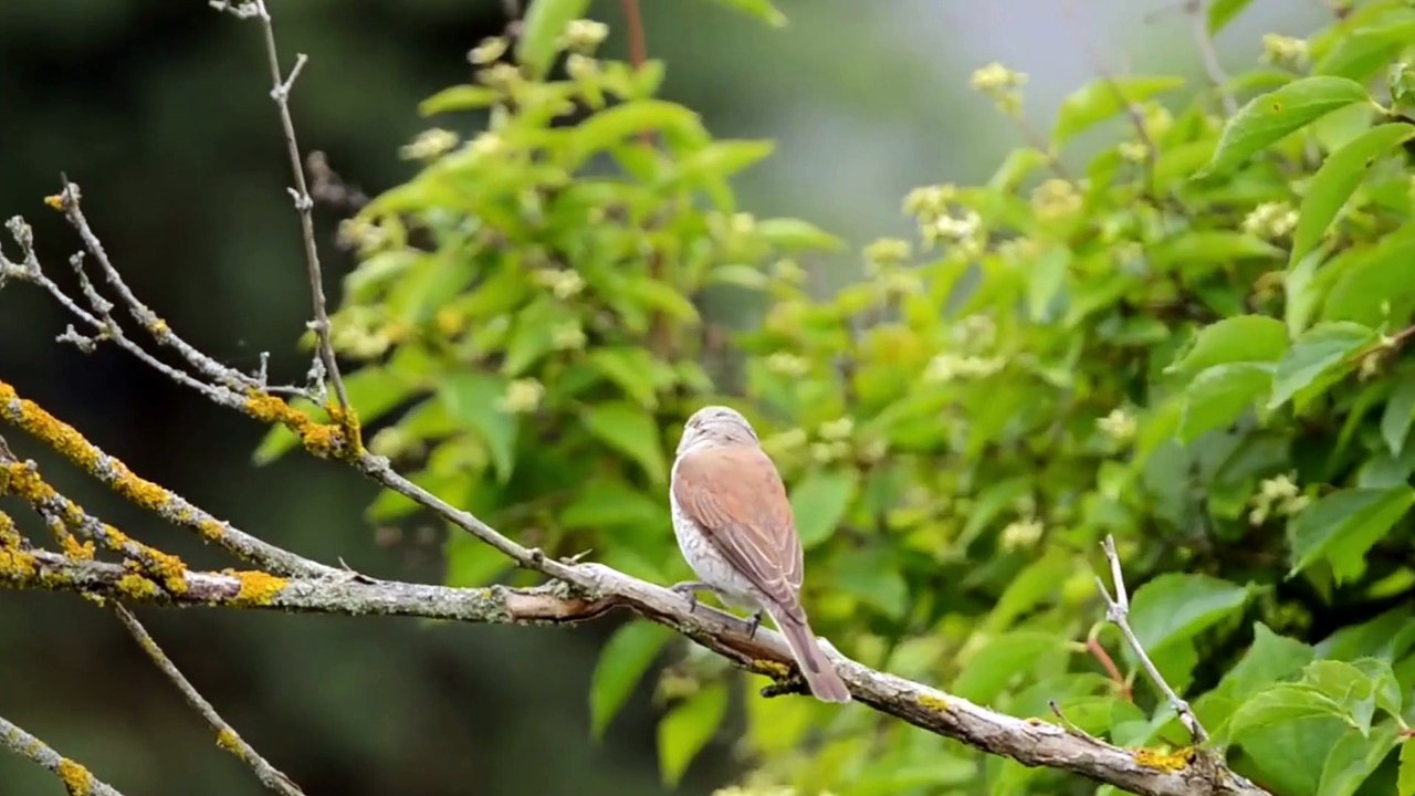 The Red Backed Shrike: Close Up HD Footage (Lanius collurio)
