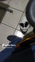 ✨ El Gato Pernanca Llega a la Oficina para Jugar y Compartir Conmigo ❤️ ¡Amigo Peludo! #Shorts