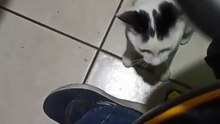 ✨ El Gato Pernanca Llega a la Oficina para Jugar y Compartir Conmigo ❤️ ¡Amigo Peludo! #Shorts