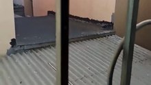 Las palomas de el cerro de los misterios ya llegaron y andan saliendo de su panal #shorts #aves