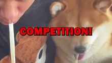 DOG & MAN NOODLE COMPETITION! #animalstories #pets #funny #cute #dog