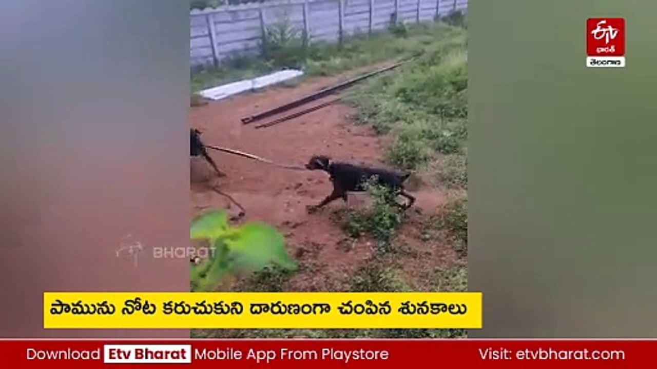 పామును కొరికి దారుణంగా చంపిన కుక్కలు - వీడియో చూస్తే షాక్​ అవుతారు!