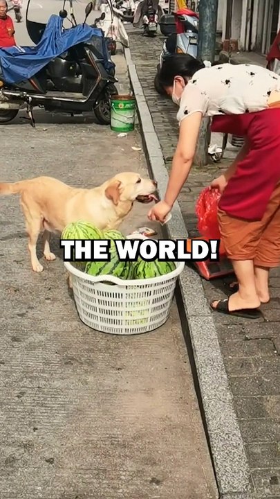 SMARTEST DOG IN THE WORLD! #animalstories #pets #funny #dogs #cute #dog