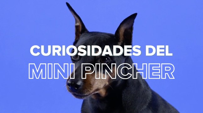 Mini pincher: todo lo que debes saber del perro también llamado pinscher miniatura