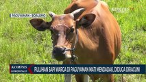 Warga Paguyaman Resah Puluhan Ekor Sapi Mereka Mati Mendadak, Diduga Diracuni Orang Tak Dikenal