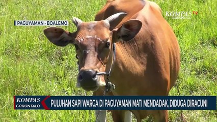 Warga Paguyaman Resah Puluhan Ekor Sapi Mereka Mati Mendadak, Diduga Diracuni Orang Tak Dikenal