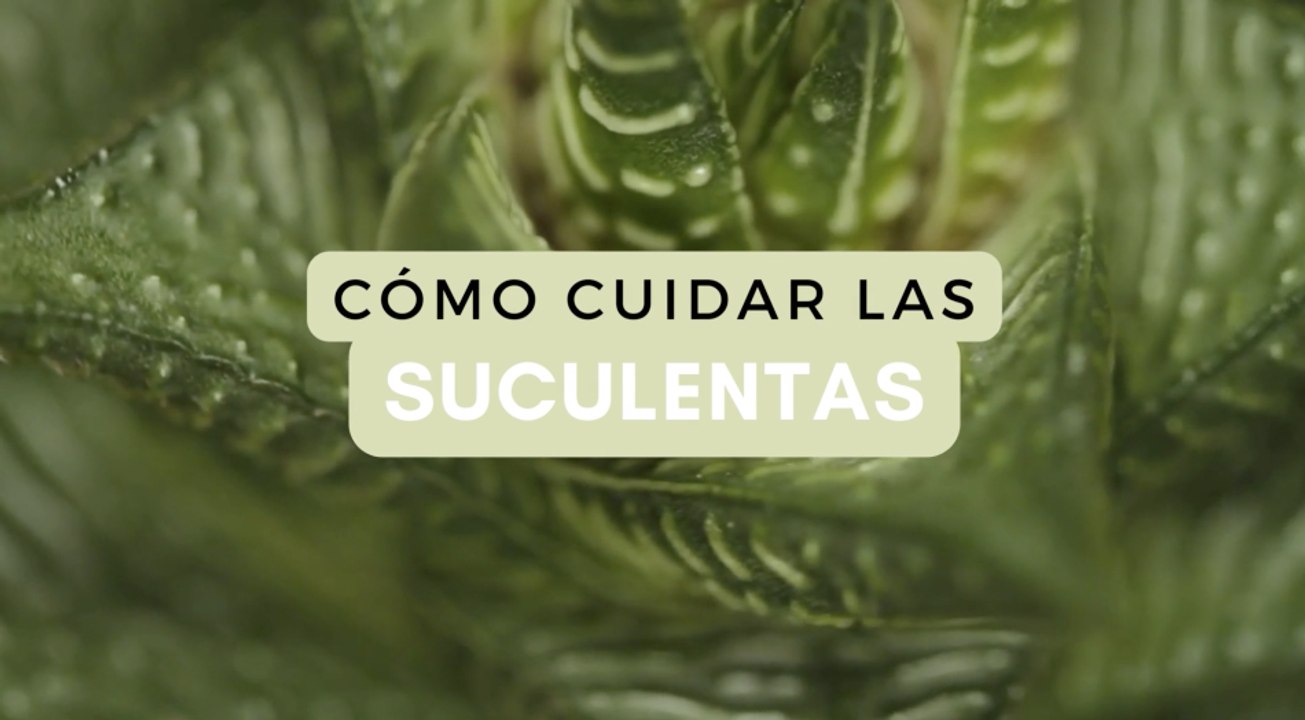 25 clases de suculentas con fotos para que las identifiques fácilmente