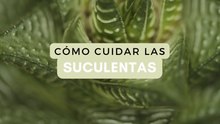 25 clases de suculentas con fotos para que las identifiques fácilmente