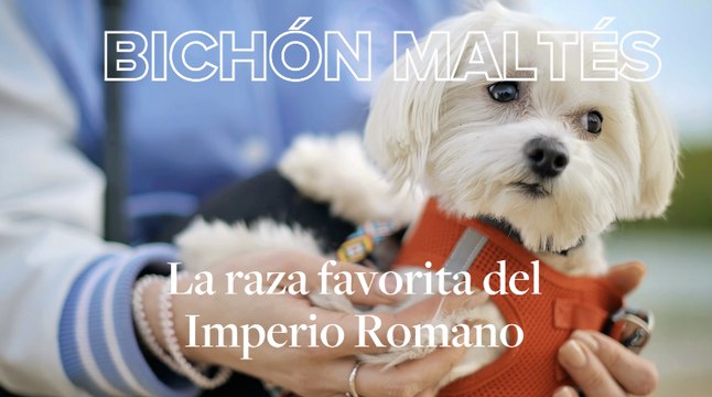 Bichón Maltés: cómo es, cuidados, carácter, tipos y otras curiosidades