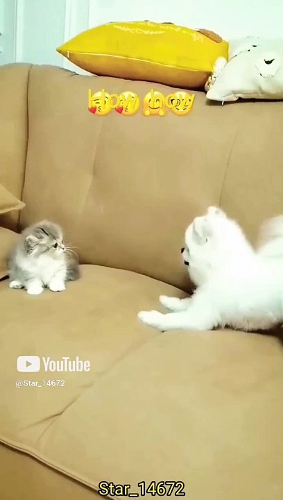 __How how__ # cats #lover #shorts #ytshorts @Star_14672