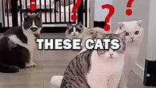 ILLUSION RUG VS CATS
