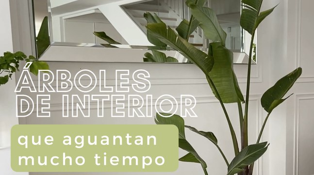 Árboles de interior resistentes que aguantarán muuucho tiempo