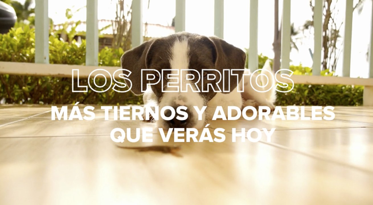 El vídeo y las fotos más adorables de perritos