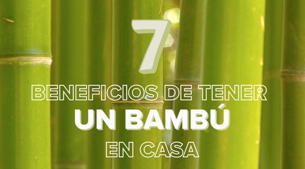 Planta de bambú: todo lo que debes saber para plantar y cuidar la planta de la buena suerte