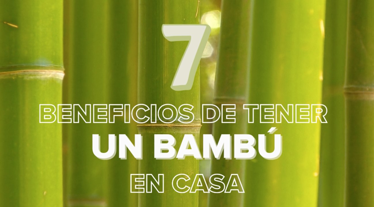 Planta de bambú: todo lo que debes saber para plantar y cuidar la planta de la buena suerte