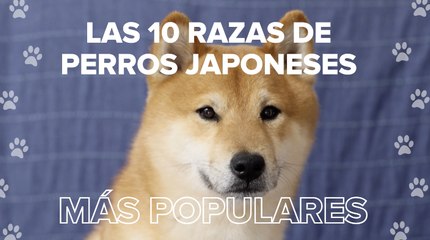 10 razas de perros japoneses que deberías conocer (ya mismo)
