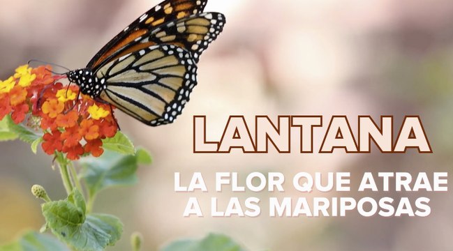 Lantana, una planta de exterior colorida y fragante que florece de primavera a otoño