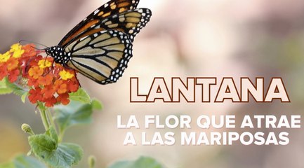 Lantana, una planta de exterior colorida y fragante que florece de primavera a otoño