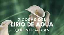 Cala o lirio de agua: significado, cuidados y características de la flor más sencilla y elegante de todas