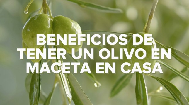 Olivo en maceta: cuidados y consejos para su cultivo en casa