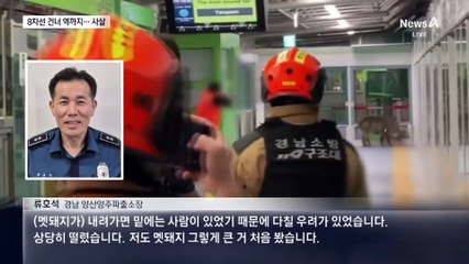 전철역에 100kg 멧돼지…8차선 건너 5층 계단 올라