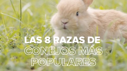 Razas de conejos: estas son las 6 clases de conejos más deseadas